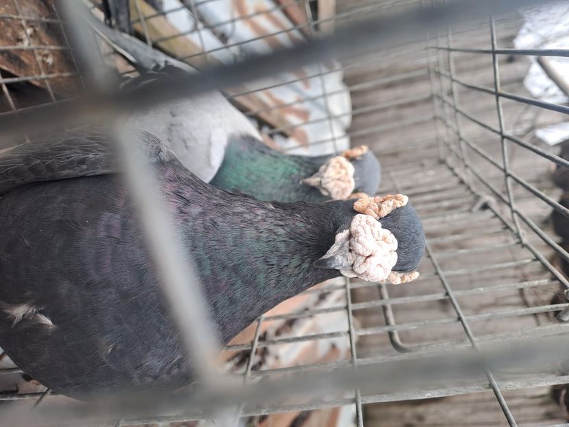  - VOIAJORI STIL VECHI SI  VOIAJORI DE FRUMUSETE