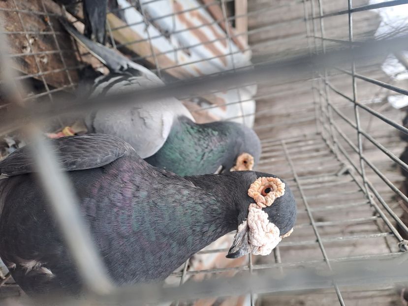  - VOIAJORI STIL VECHI SI  VOIAJORI DE FRUMUSETE