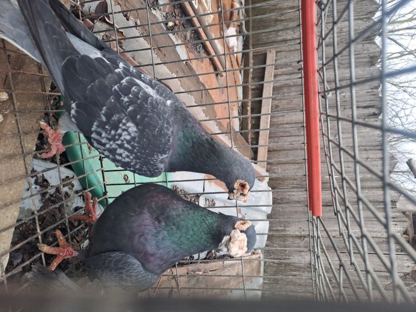  - VOIAJORI STIL VECHI SI  VOIAJORI DE FRUMUSETE