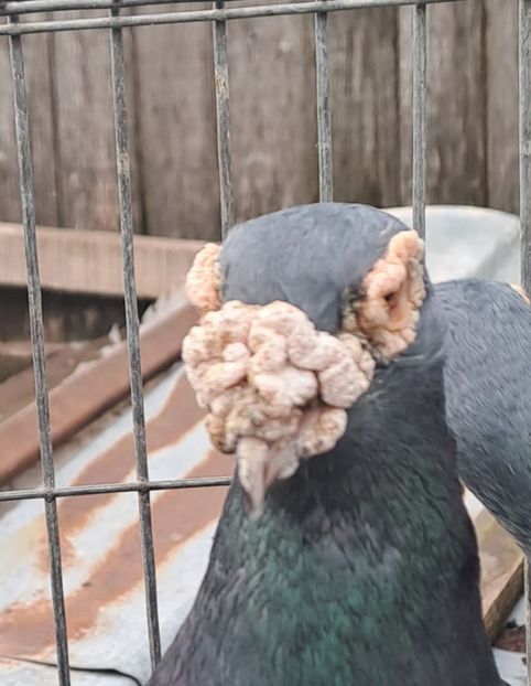  - VOIAJORI STIL VECHI SI  VOIAJORI DE FRUMUSETE