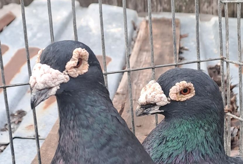  - VOIAJORI STIL VECHI SI  VOIAJORI DE FRUMUSETE