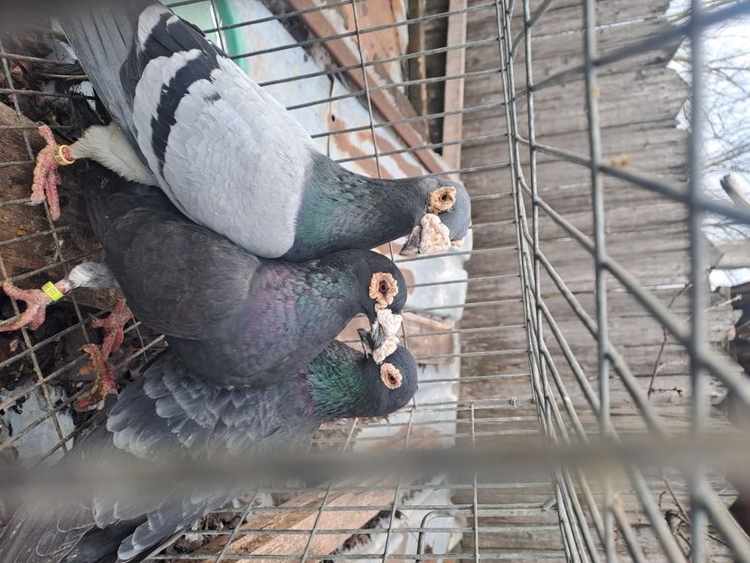  - VOIAJORI STIL VECHI SI  VOIAJORI DE FRUMUSETE