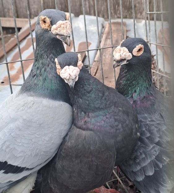  - VOIAJORI STIL VECHI SI  VOIAJORI DE FRUMUSETE