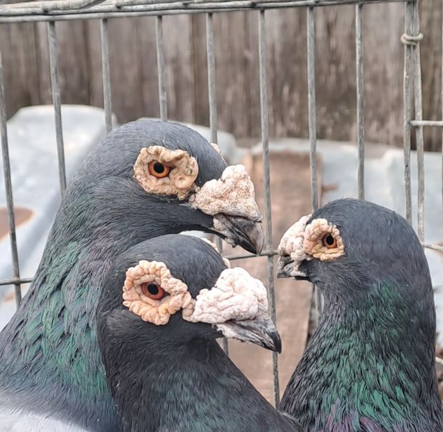  - VOIAJORI STIL VECHI SI  VOIAJORI DE FRUMUSETE