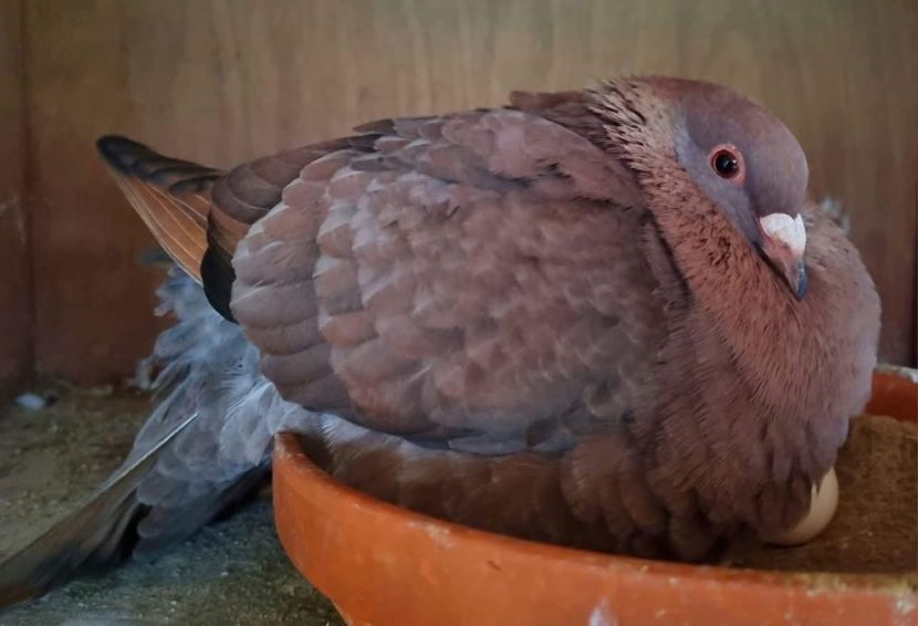  - Nu îmi aparțin 8