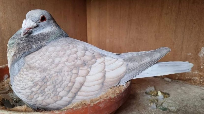  - Nu îmi aparțin 8