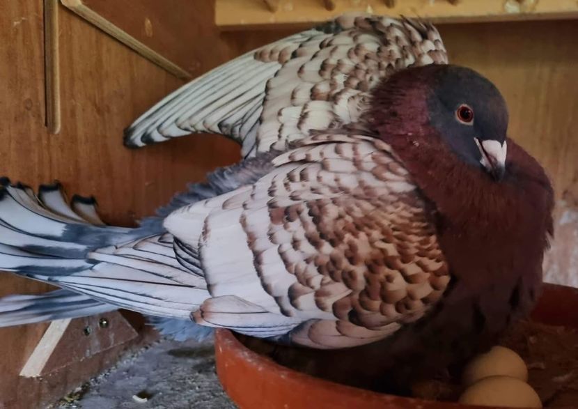  - Nu îmi aparțin 8