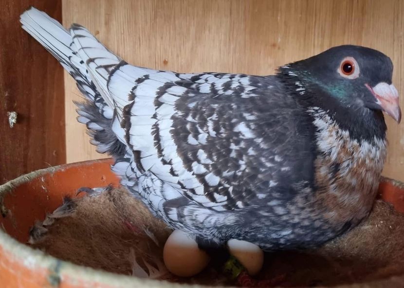  - Nu îmi aparțin 8