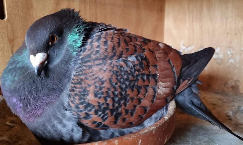  - Nu îmi aparțin 8