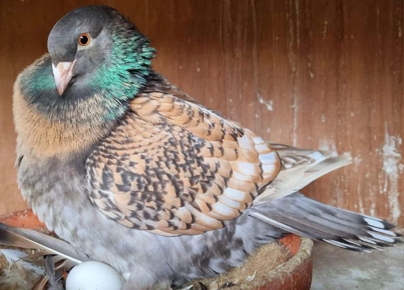  - Nu îmi aparțin 8