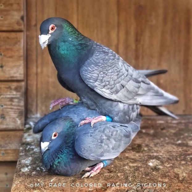  - Nu îmi aparțin 8