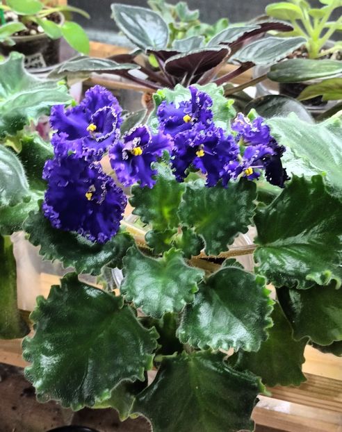  - Harnicuta mea Optimara Ever Special