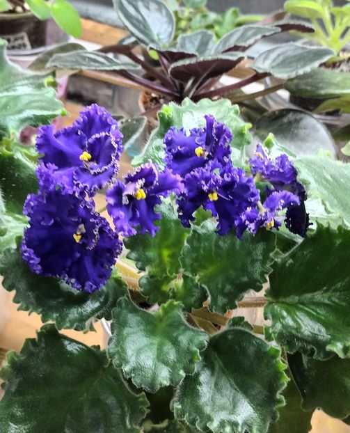  - Harnicuta mea Optimara Ever Special