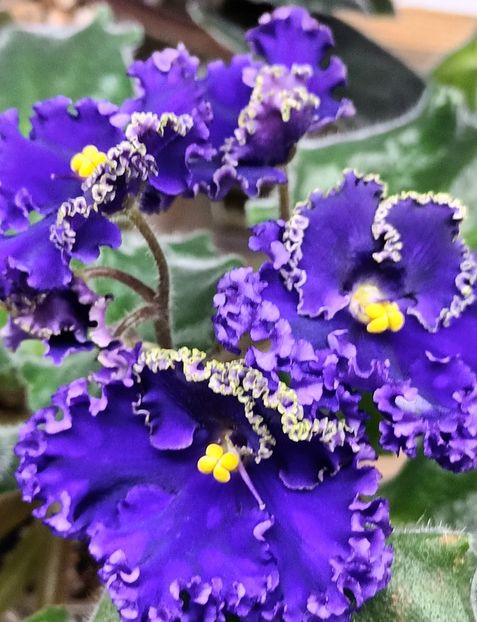  - Harnicuta mea Optimara Ever Special