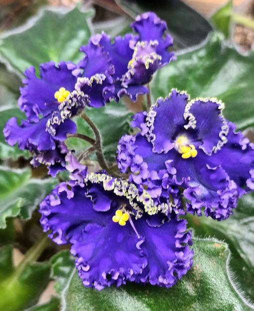  - Harnicuta mea Optimara Ever Special