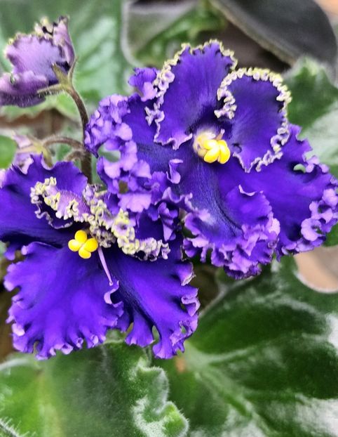  - Harnicuta mea Optimara Ever Special