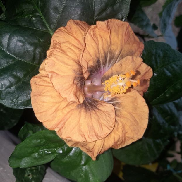  - Miaoli Apple Green