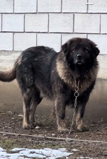  - Ciobanesc caucazian