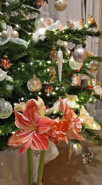  - 2024 - 04 - 2025 - 00 - Iarna