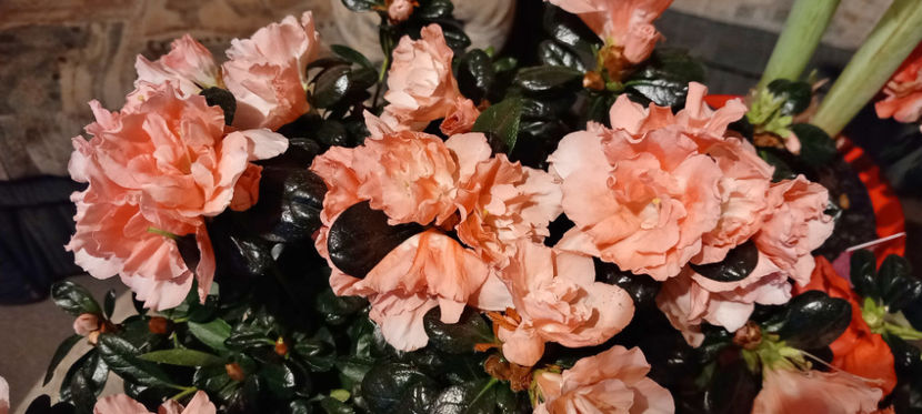  - 2024 - 04 - 2025 - 00 - Iarna