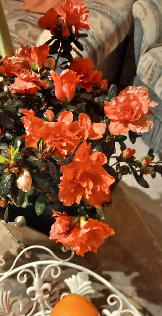  - 2024 - 04 - 2025 - 00 - Iarna