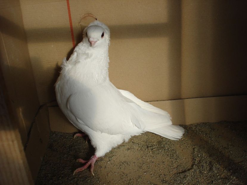 32-24 m? - alb simplu