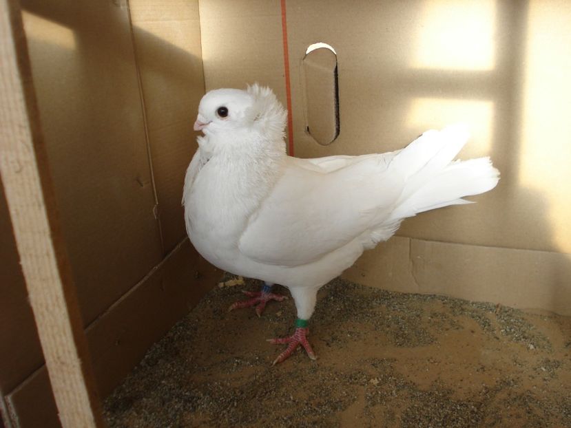 28-24 m dd - alb simplu