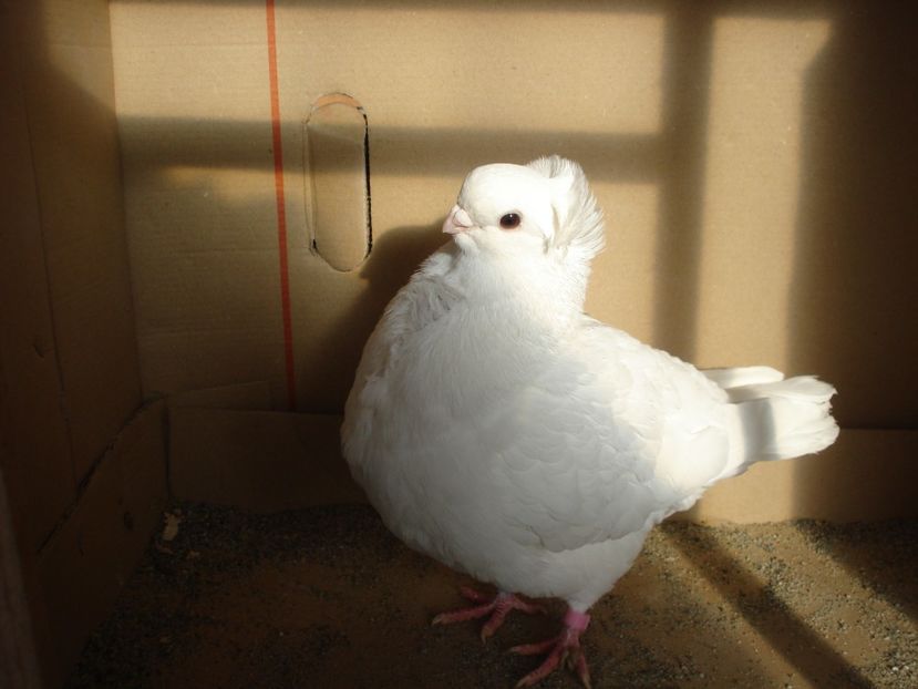 45-24 f dd - alb simplu