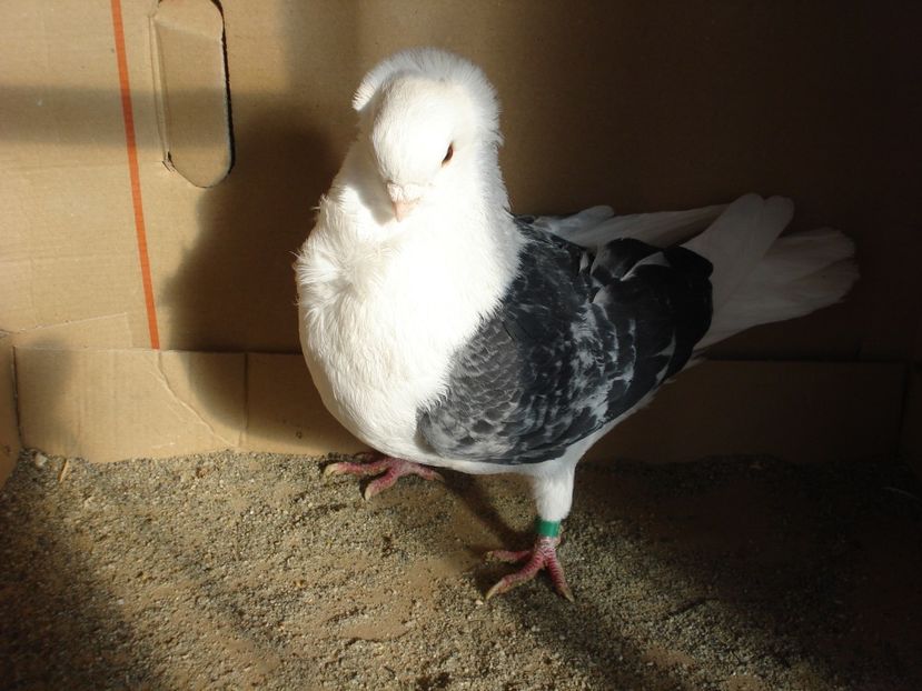 22-23 m. matca - gut albastru ciocanit