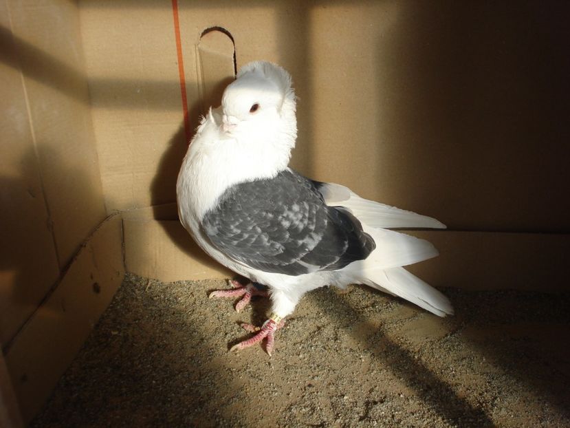 4946-21 m flo - gut albastru ciocanit