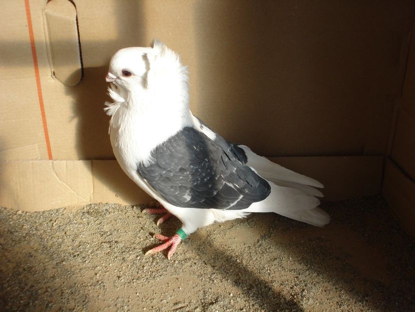 71-24 m - gut albastru ciocanit