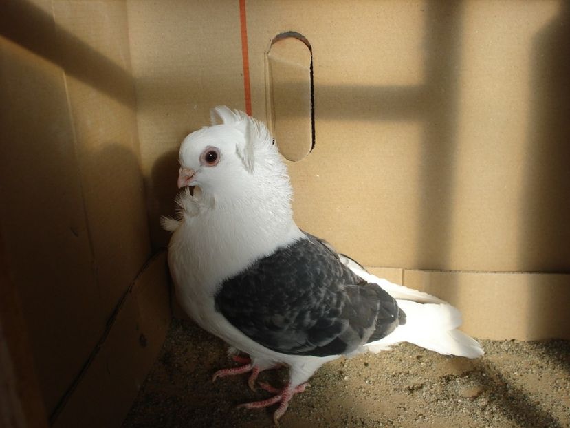 1041-23 f? - gut albastru ciocanit