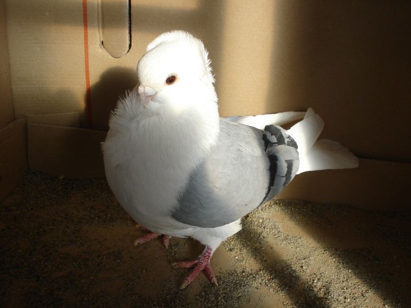 997-21 m. matca - albastru dungi negre