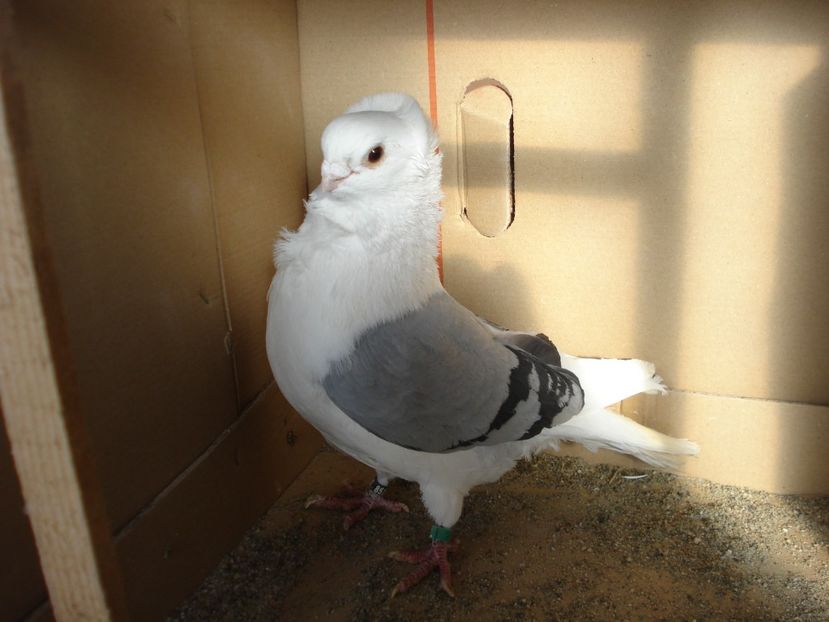 510-22 m - albastru dungi negre