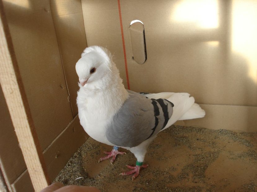 29-24 m - albastru dungi negre