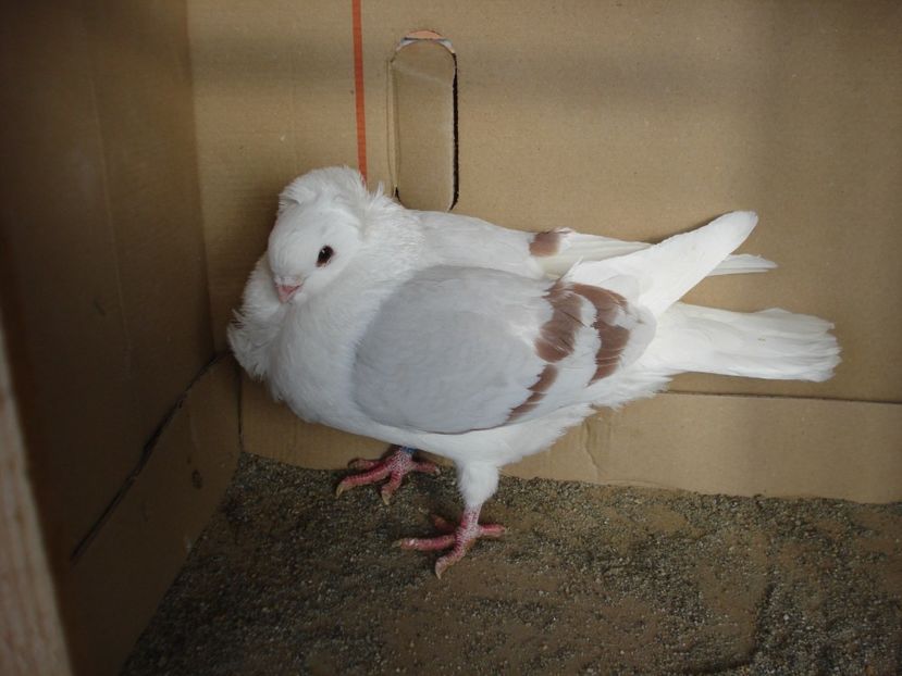 47-24 m? - argintiu dungi