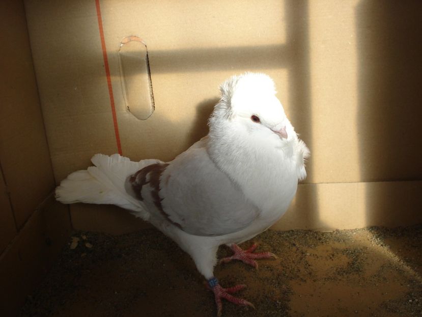 67-24 f? dd - argintiu dungi