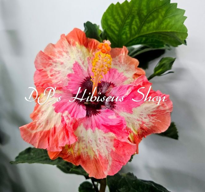  - DPs Perfect Memories