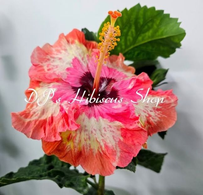  - DPs Perfect Memories