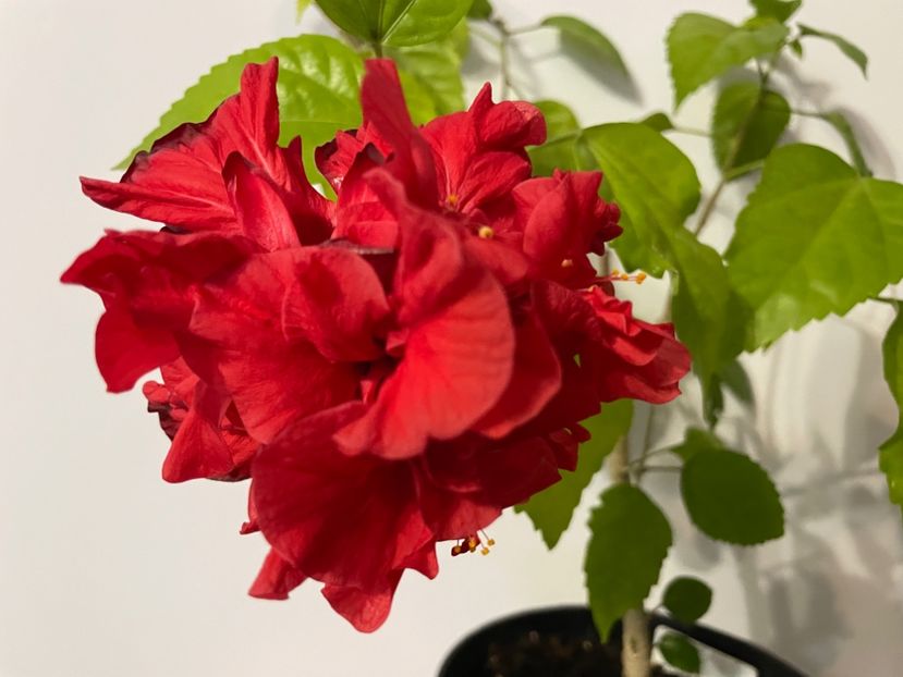  - 0006 - Hibiscusi 2025 - 1