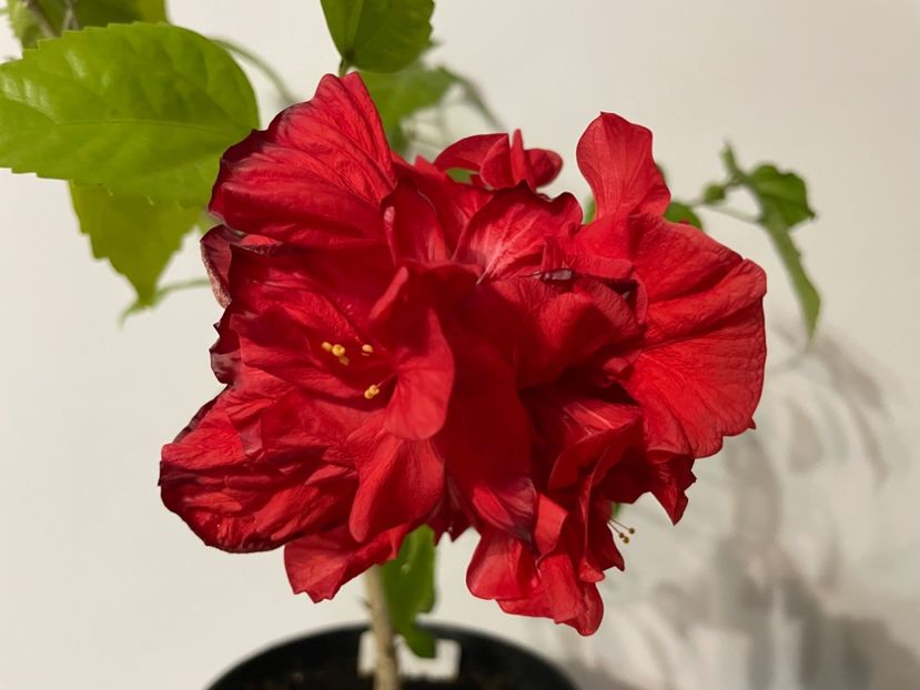  - 0006 - Hibiscusi 2025 - 1
