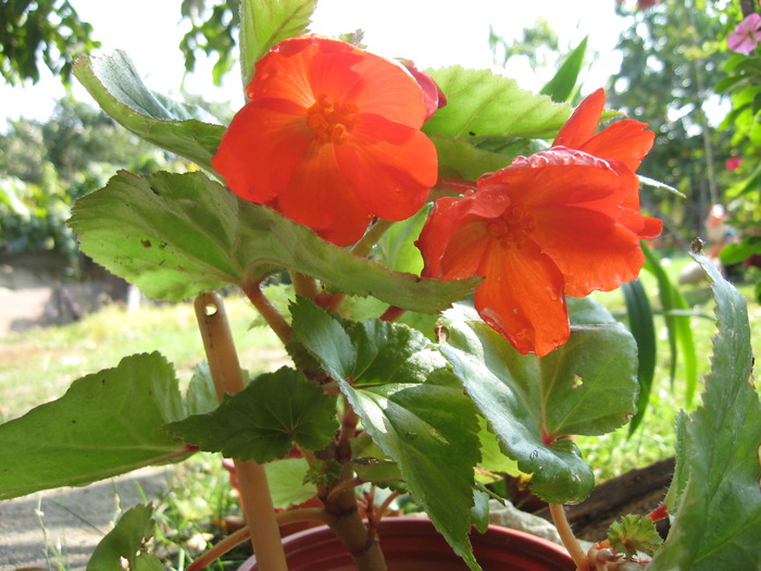 IMG_6417 - florile mele