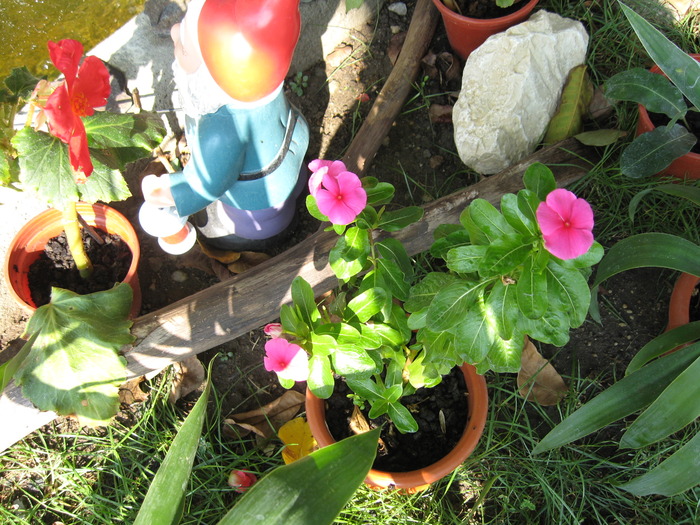 IMG_6418 - florile mele