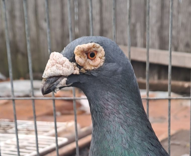 MI SE SPUNE ,, OCHI DE VULTUR ,, - PORUMBEI-selectii