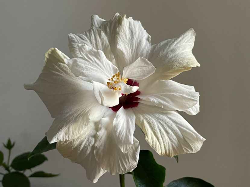  - Clasici - Apricot Dublu și Alb Dublu