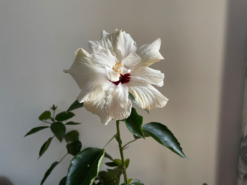  - Clasici - Apricot Dublu și Alb Dublu