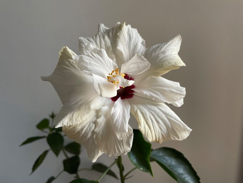  - Clasici - Apricot Dublu și Alb Dublu