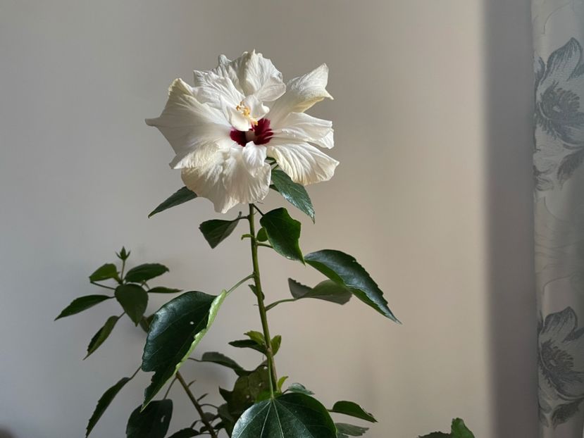  - Clasici - Apricot Dublu și Alb Dublu