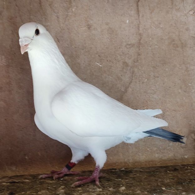 Mascul 23-861 - Alb pata