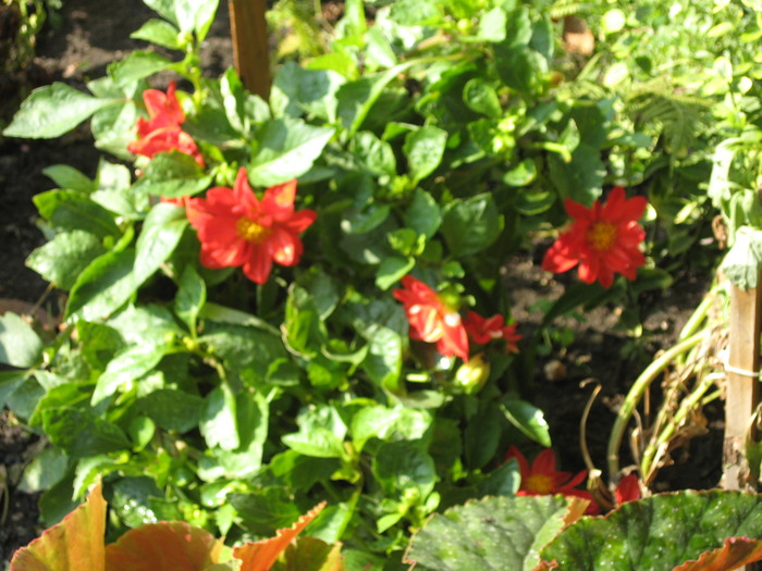 IMG_6424 - florile mele